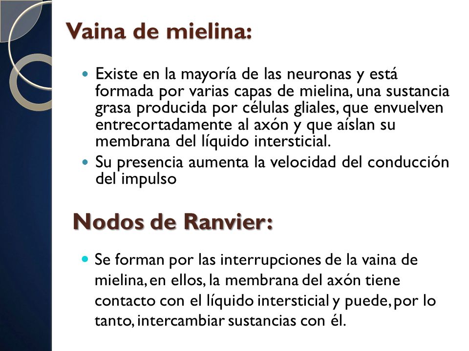 cual es la funcion de la vaina de mielina en la neurona cual es la funcion de la vaina de mielina en la neurona